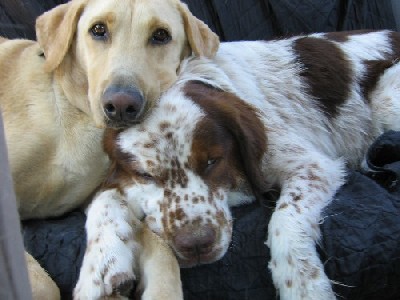 Duke and Freckles